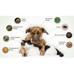 Антипаразитарные средства (9)